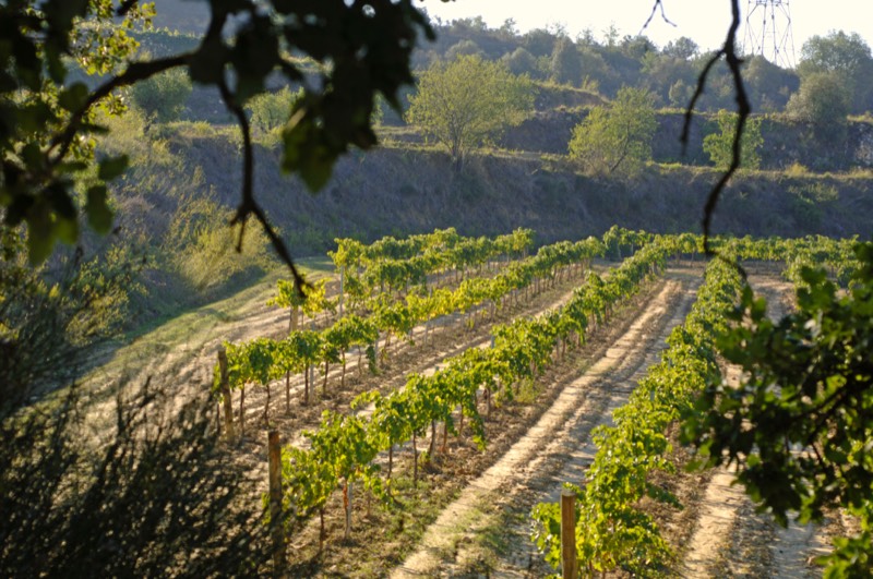 Albet i Noya, Katalonien, Penedes