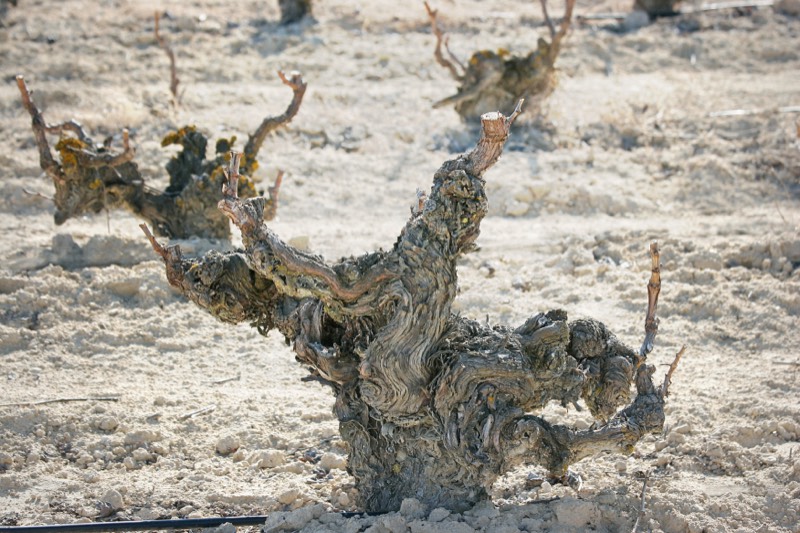 Navarrsotillo, Rioja