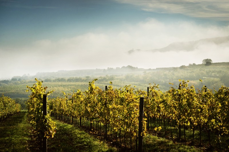 Bio-Weingut Geyerhof, Bild 2