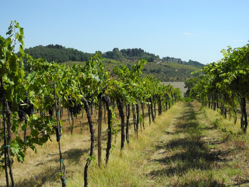 Podere di Marcialla, Bild 2
