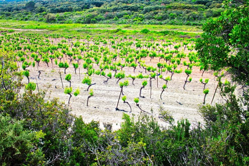 Domaine des Soulié, Languedoc, St. Chinian
