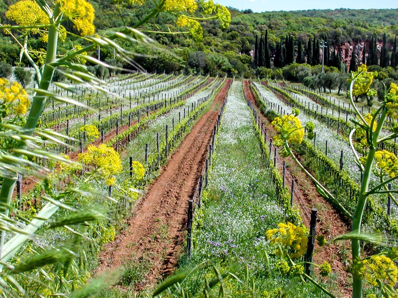 Tenuta Corte Pavone, Bild 2