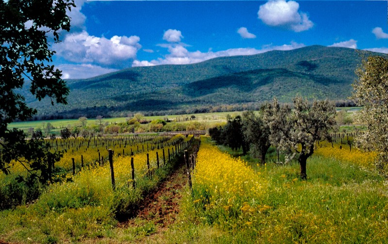 Tenuta Corte Pavone, Toskana, Montalcino