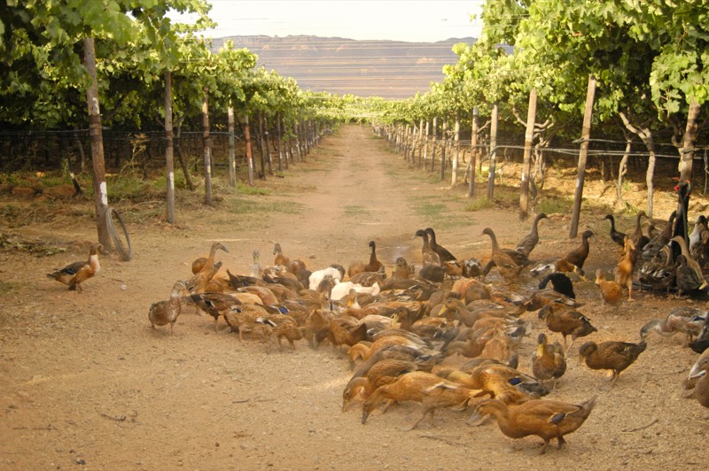 Stellar Winery, Western Cape