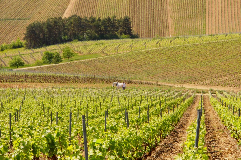 Champagne Fleury, Bild 3