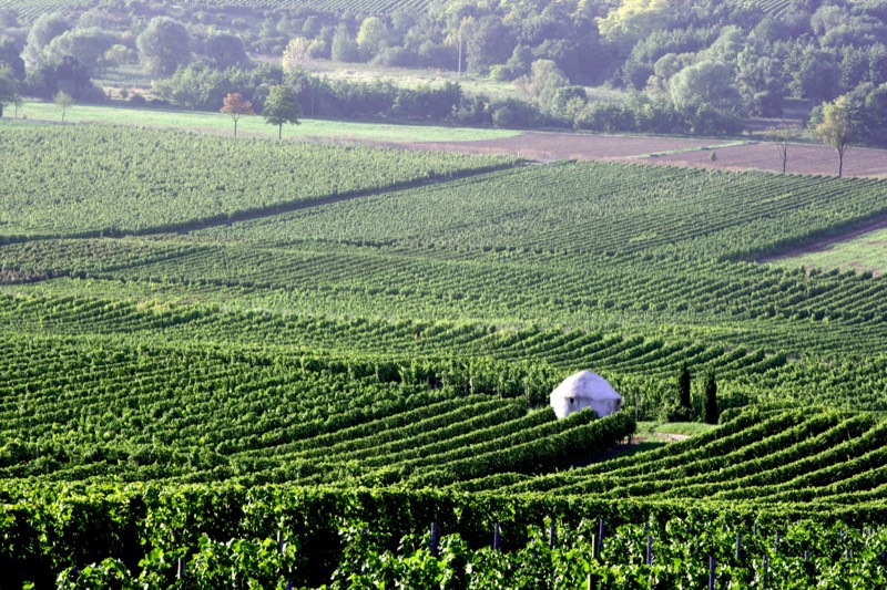 Weingut Wittmann, Bild 2
