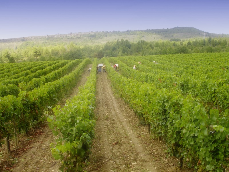 Domaine Delmas, Bild 2