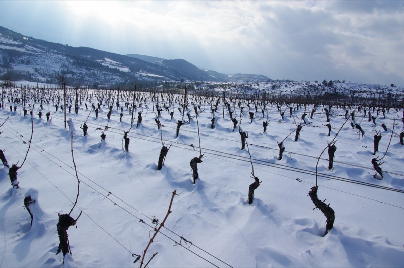 Domaine Delmas, Languedoc, Limoux