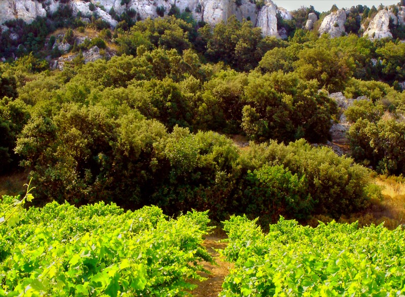 Domaine des Carabiniers, Vallee du Rhône