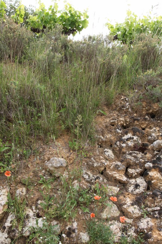 Mas des Quernes, Bild 2