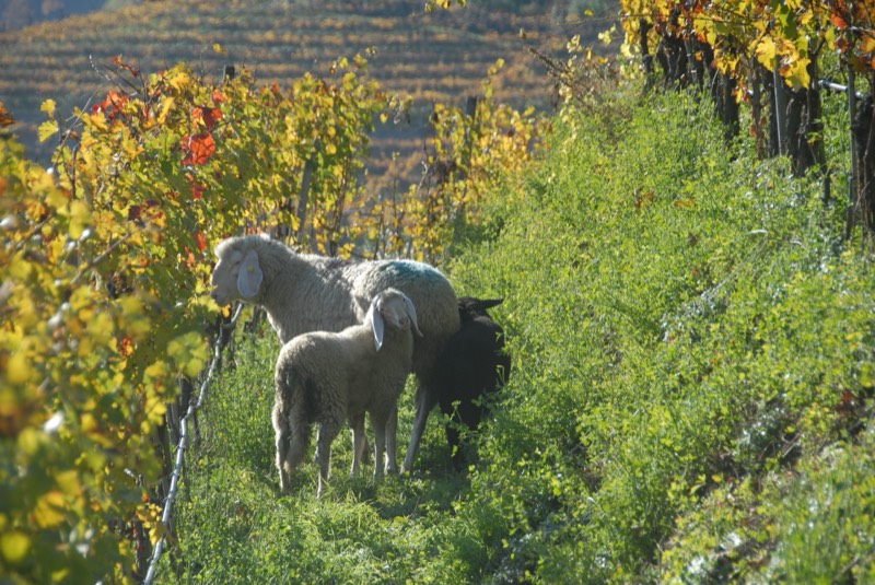 Weingut Alois Lageder, Bild 3