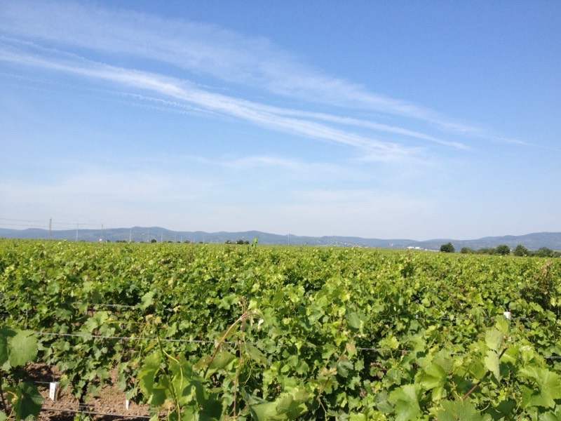 Weingut Lukas Kesselring, Bild 4