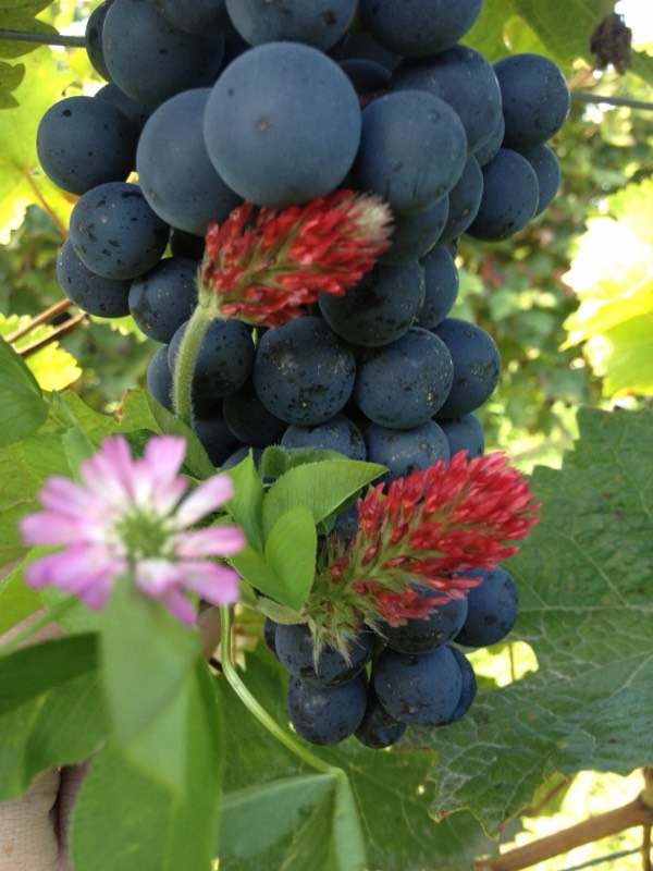 Weingut Lukas Kesselring, Bild 5