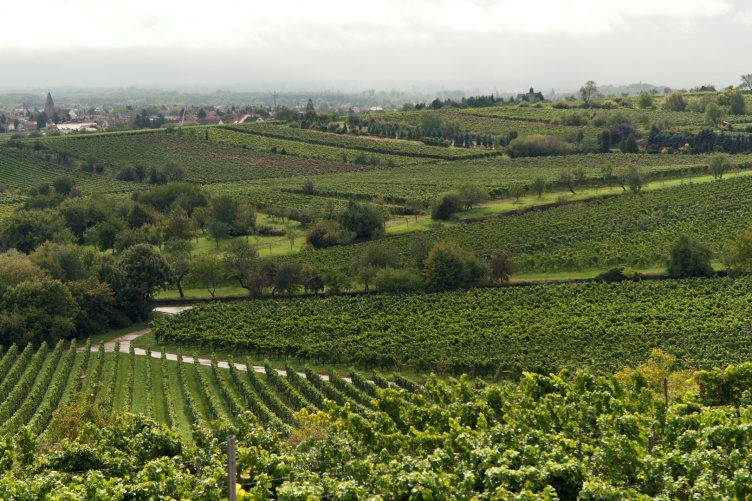 Riesling VDP.GROSSE LAGE 'Meerspinne im Mandelgarten' GG 2016 
