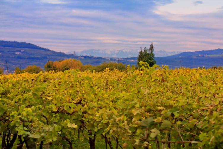 Amarone della Valpolicella DOCG 2018 Fasoli Biowein 