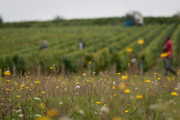 Chablis Premier Cru  Butteaux AOC  Brocard Biowein 